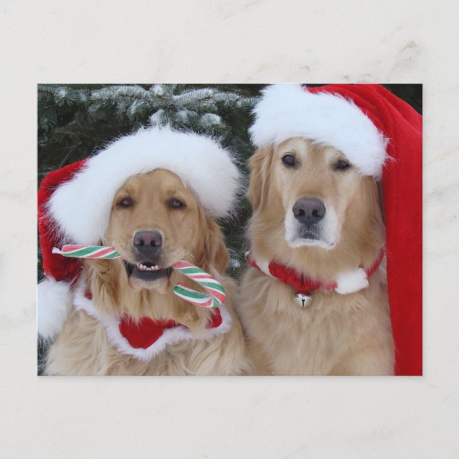 Carte postale de Noël Golden Retrivers (Devant)