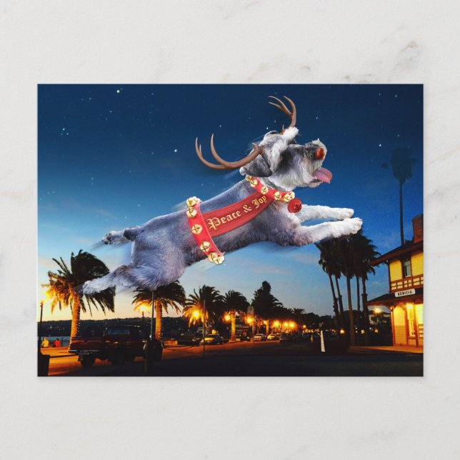 Carte postale de Noël Schnauzer Reindeer - Benicia (Devant)