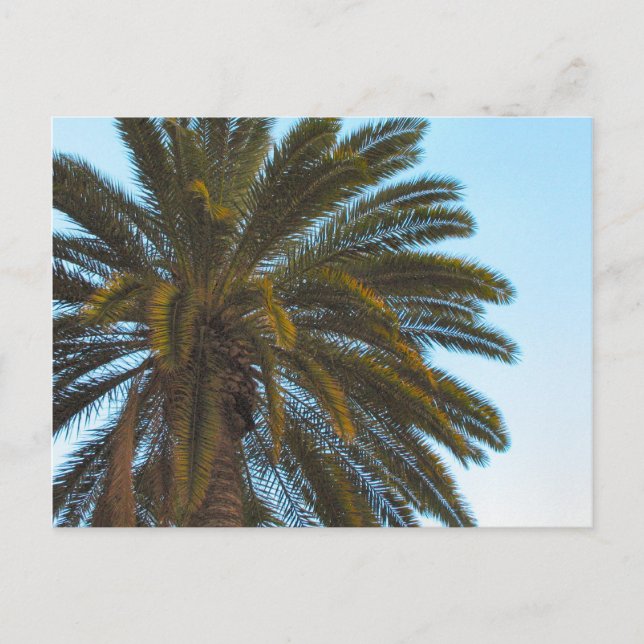carte postale de palmier (Devant)