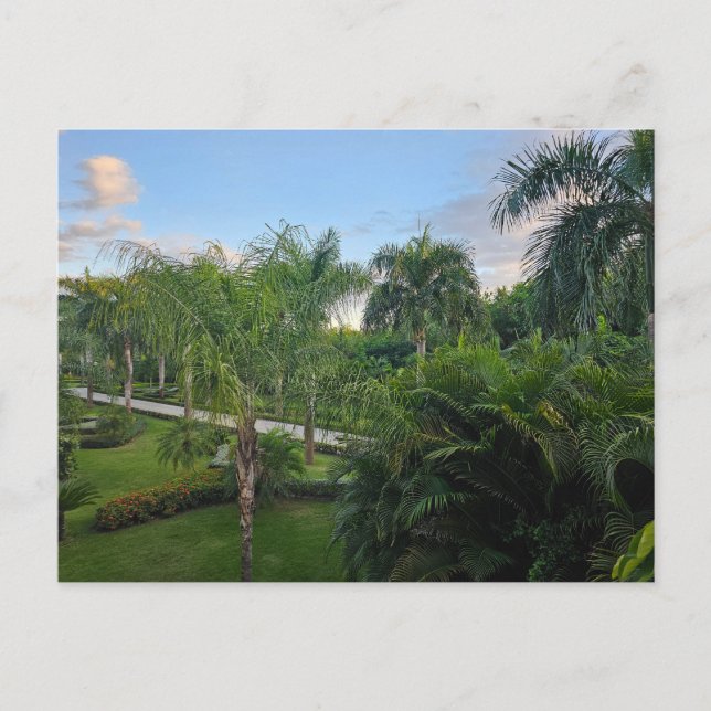 Carte postale de palmier (Devant)
