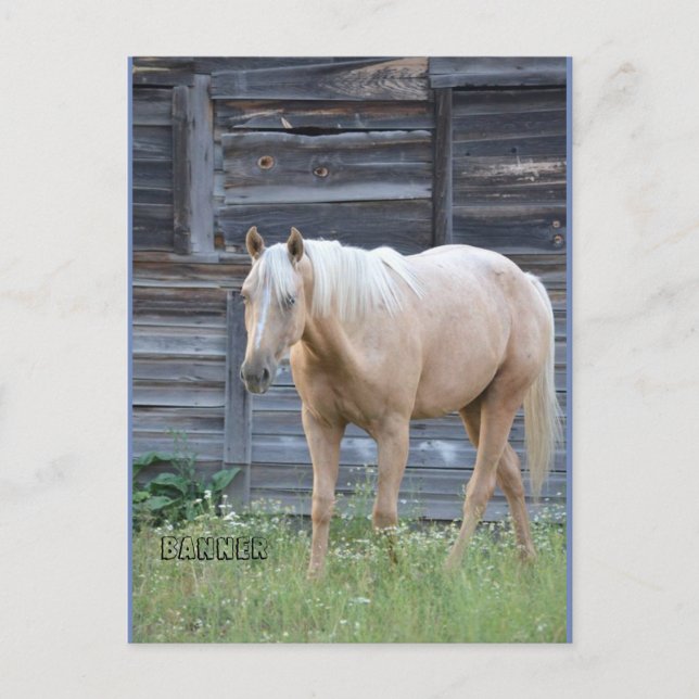 Carte postale de Palomino (Devant)