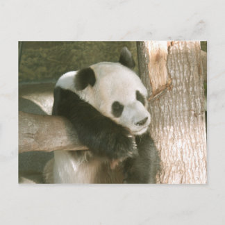 Carte postale de panda géant