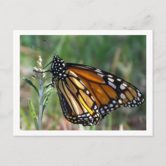 Carte postale de papillon