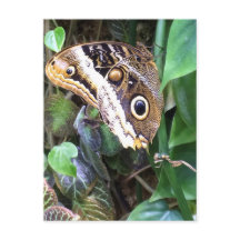 Carte postale de papillon