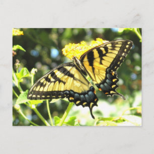 Carte postale de papillon à queue noire jaune