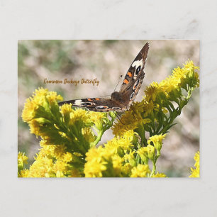 Carte postale de papillon Buckeye commun