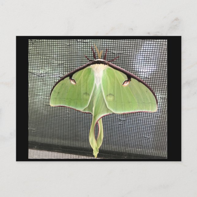 Carte postale de papillon lune (Devant)