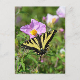 Carte postale de papillon noir et jaune