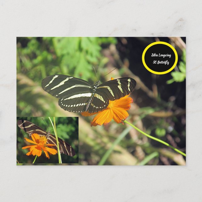 Carte postale de papillon Zebra (Devant)