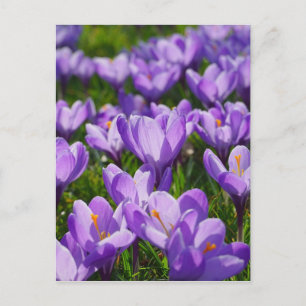 Carte postale de Pâques au crocus violet