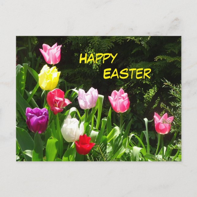 Carte postale de Pâques aux Tulipes colorées (Devant)