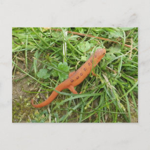 Carte postale de Pâques Newt Eft
