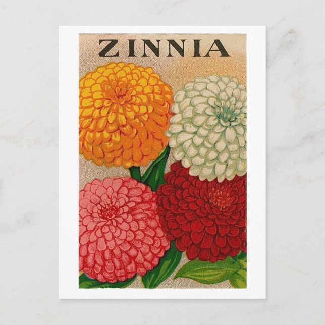 Carte postale de paquet de graines de zinnia vinta (Devant)