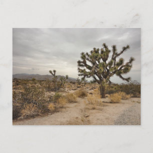 Carte postale de parc national d'arbre de Joshua