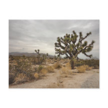 Carte postale de parc national d'arbre de Joshua