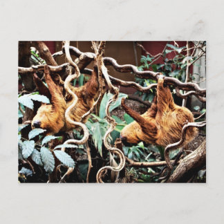 Carte postale de paresseux
