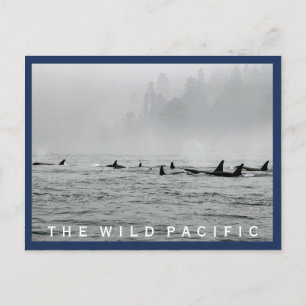 Carte postale de passage de baleines