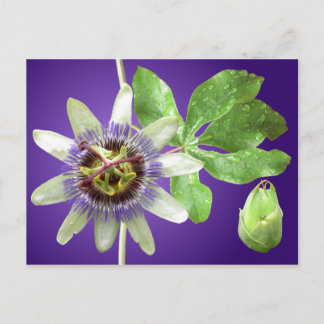 Carte postale de Passionflower