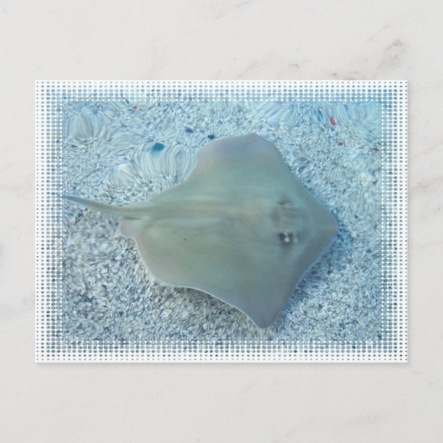 Carte postale de pastenague d'eau doux (Devant)