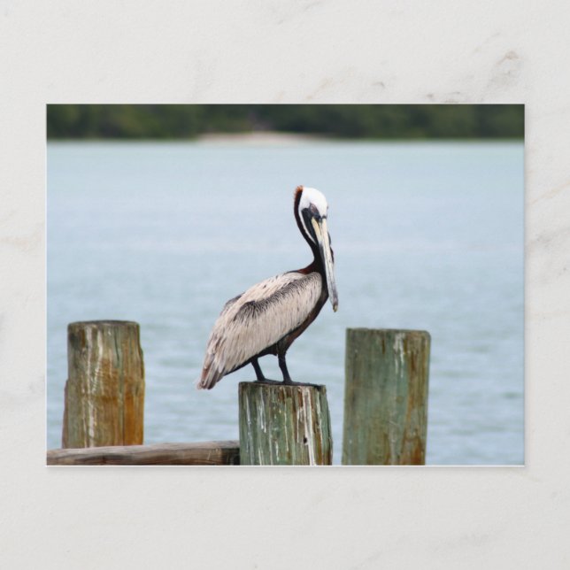 Carte postale de pélican (Devant)