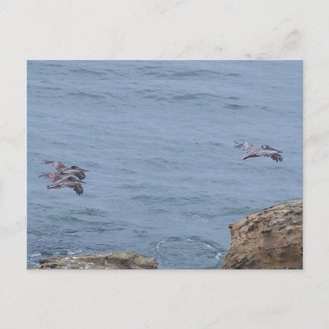 Carte postale de pélican (Devant)