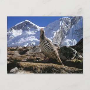 Carte postale de perdrix dans l'Himalaya
