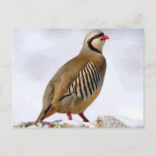 Carte postale de perdrix kurde