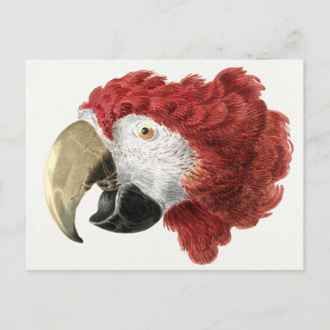 Carte postale de perroquet (Devant)