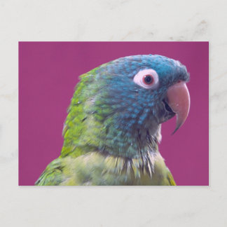 Carte postale de perroquet