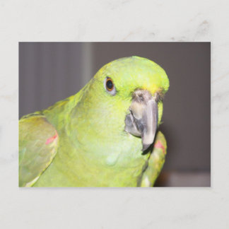 Carte postale de perroquet amazone à nuque jaune