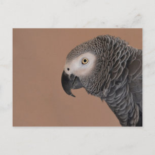 Carte postale de perroquet gris d'Afrique