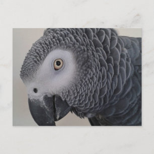 Carte postale de perroquet gris d'Afrique