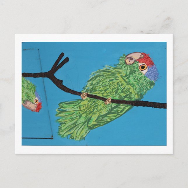 carte postale de perroquet vert (Devant)