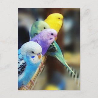 Carte postale de perruches