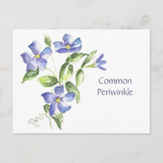 Carte postale de pervenche commune