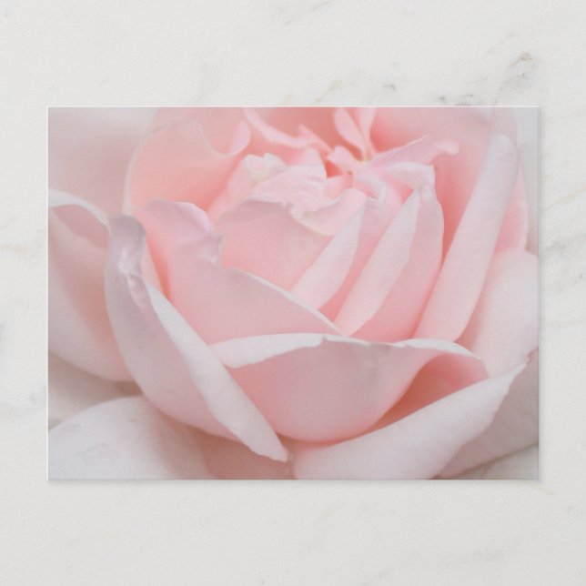 Carte postale de pétales de rose (Devant)