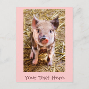 Carte postale de petit cochonnet rose mignon