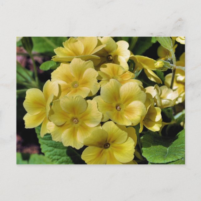 Carte postale de photographie à fleurs de Primrose (Devant)