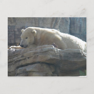 Carte postale de photographie de la faune arctique