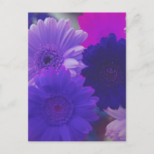 Carte postale de photos à fleurs violettes Gerbera