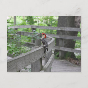 Carte postale de pic à ventre rouge