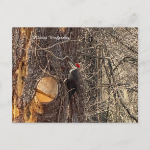 Carte postale de pic dans un arbre