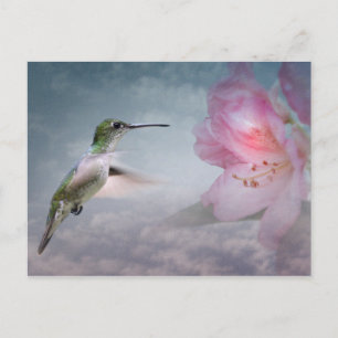 Carte postale de Picaflores