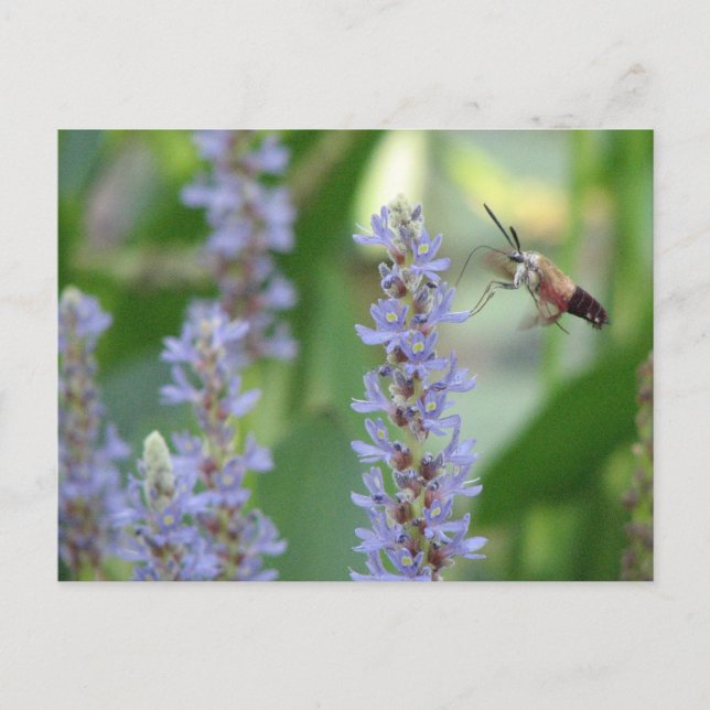 Carte postale de Pickerel et de mite (Devant)