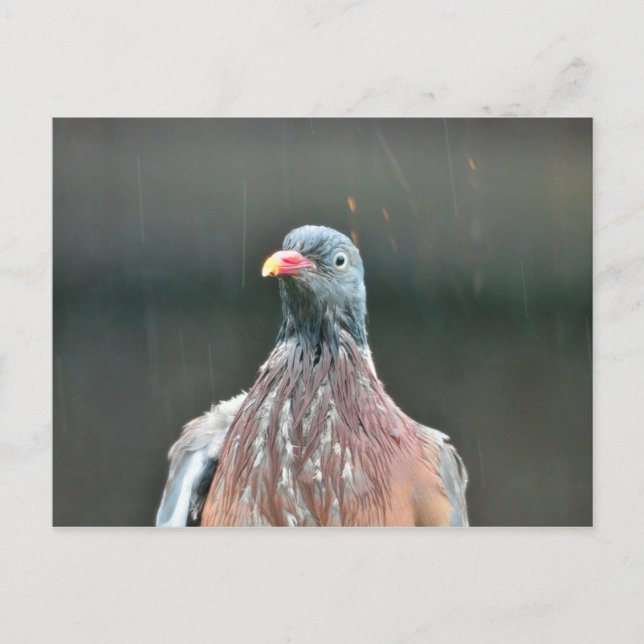 Carte postale de pigeon mouillé (Devant)