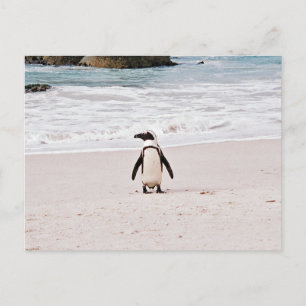 Carte postale de pingouin africain