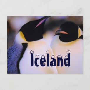 Carte postale de pingouins de l'Arctique islandais