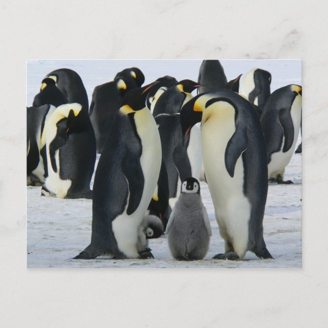 carte postale de pingouins empereur famille (Devant)