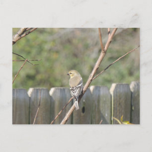 Carte postale de Pinson sauvage