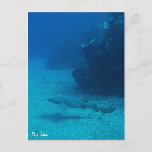 Carte postale de plongée à Saba - Requin nourrice (Devant)